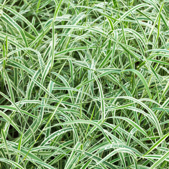 Laîche de morrow - carex morrowii 20/30 cm pot 3l