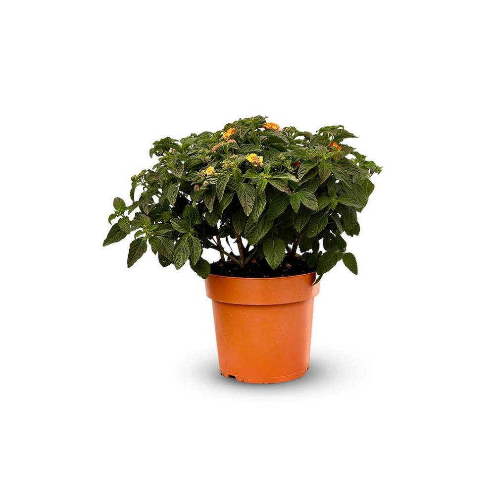 Lantana touffe - plante fleurie - ↕ 45-55 cm - ⌀ 22 cm - plante d'extérieur