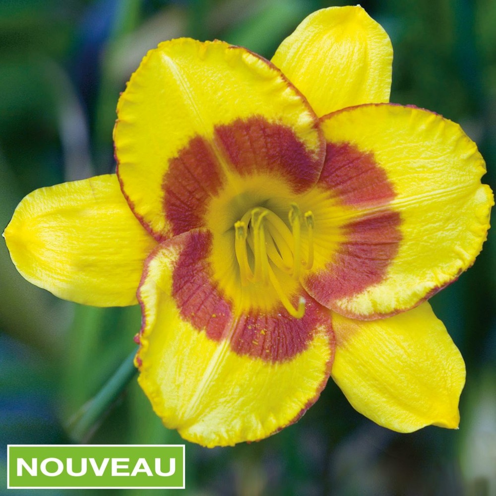 Hemerocalle fooled me plante vivace - 3 godets