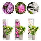 3x rhododendron mix – rhododendron – arbuste – persistant – ⌀09 cm - ↕15-20 cm