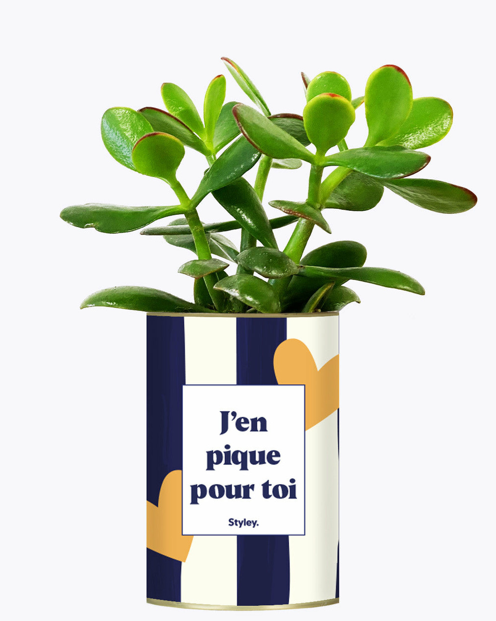 Plante personnalisée - j'en pique pour toi - plante