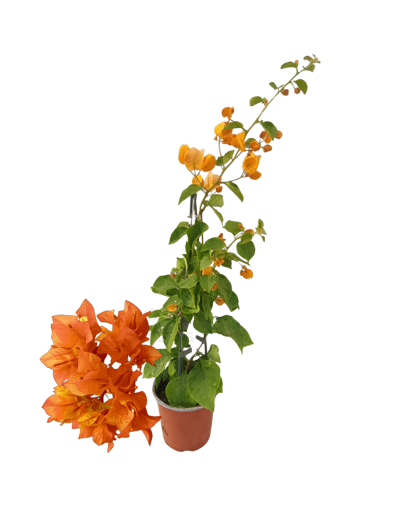 Bougainvillier orange en pot 14 cm hauteur 40 à 60 cm