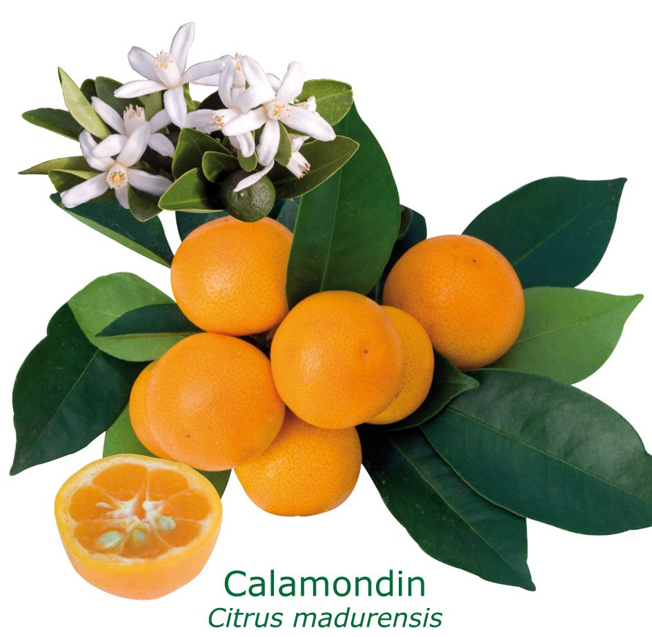Calamondin bio "citrus madurensis" tailles:pot de 3 litres, hauteur 30/40 cm