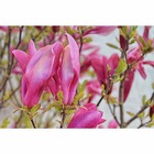 Magnolia à fleurs de lis liliflora Nigra Godet