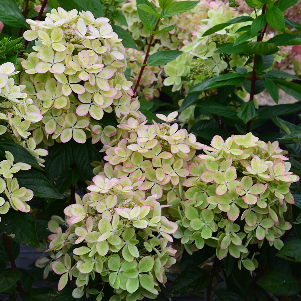 Hortensia paniculé 'pastelgreen' pot de 7,5l/10l