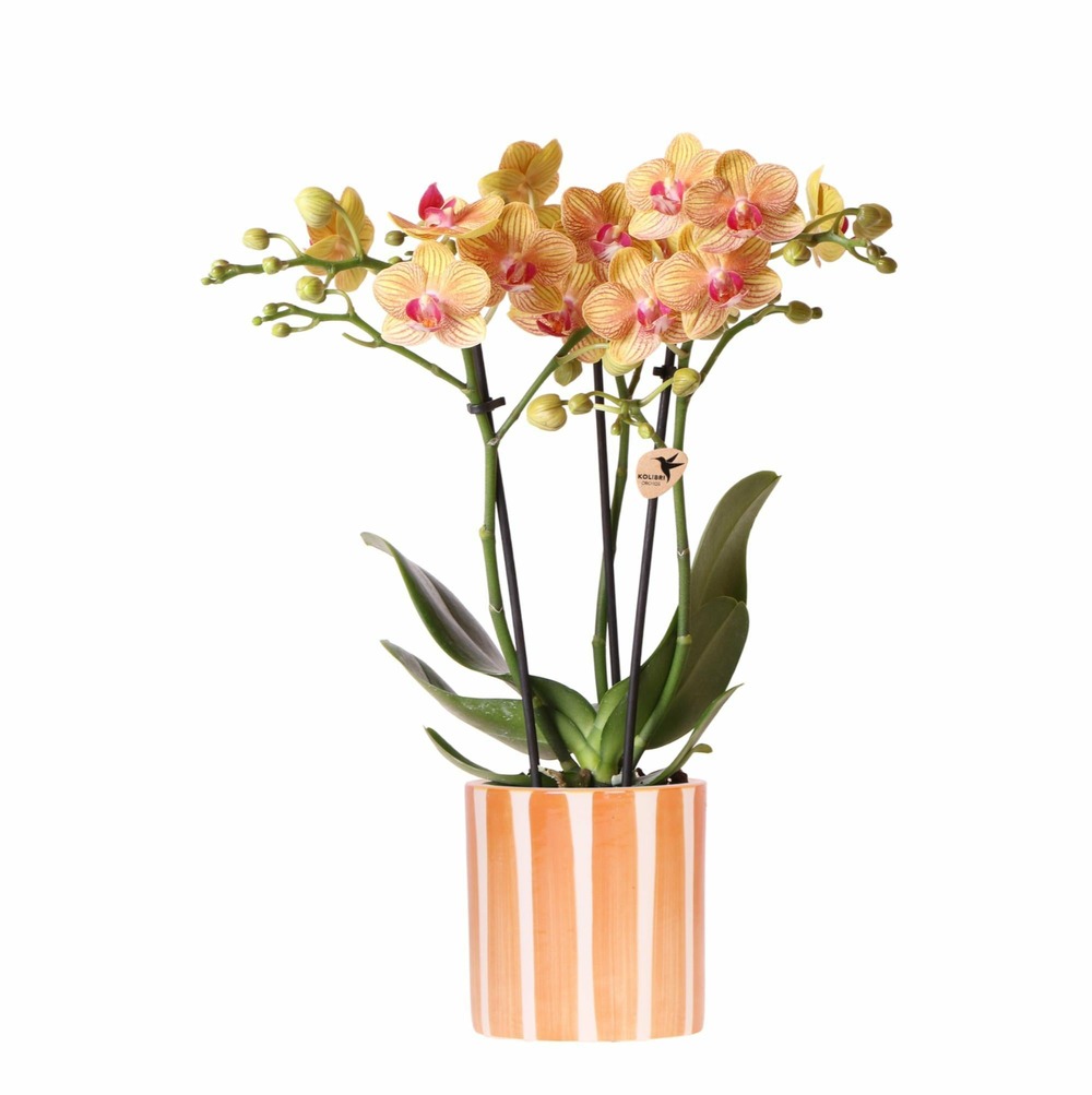 Orchidée jamaica et son pot orange rayé - hauteur 35cm
