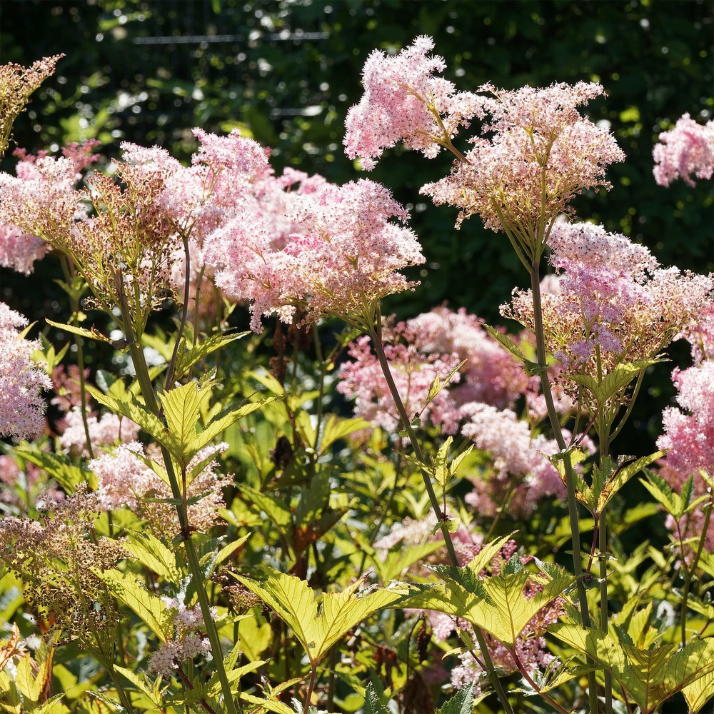 Filipendule rouge venusta - reine des près - le pot / ø 9cm