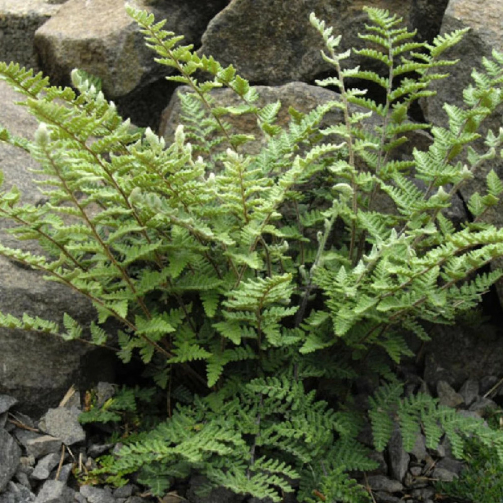 Fougère laineuse godet - 5/20 cm