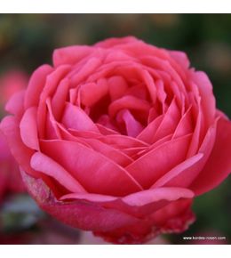 Kordes parfuma® rosier - rosa 'garten princess marie josé'®