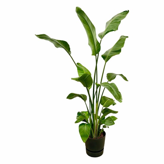 Strelitzia nicolai 170 cm et son pot noir + reservoir - hauteur 170cm