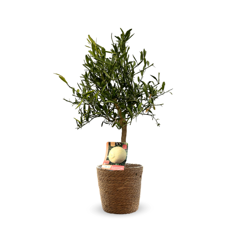 Eremorange avec panier en jonc de mer - agrume méditerranéen - arbre fruitier - ↕ 75-85 cm - ⌀ 25 cm