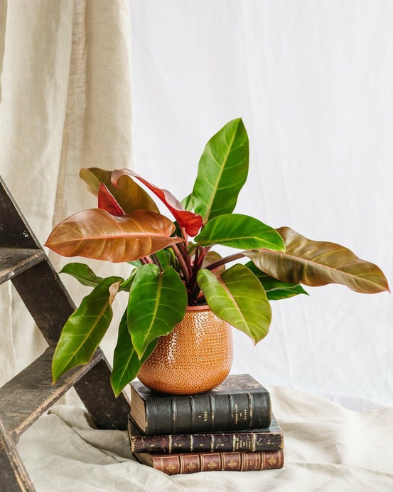 Philodendron prince of orange 45cm - plante d'intérieur