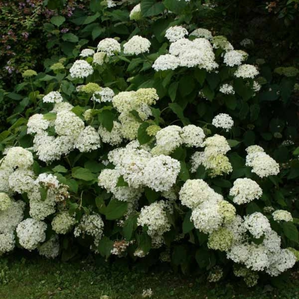 Hortensia de virginie 'annabelle' pot de 12 cm / 13 cm