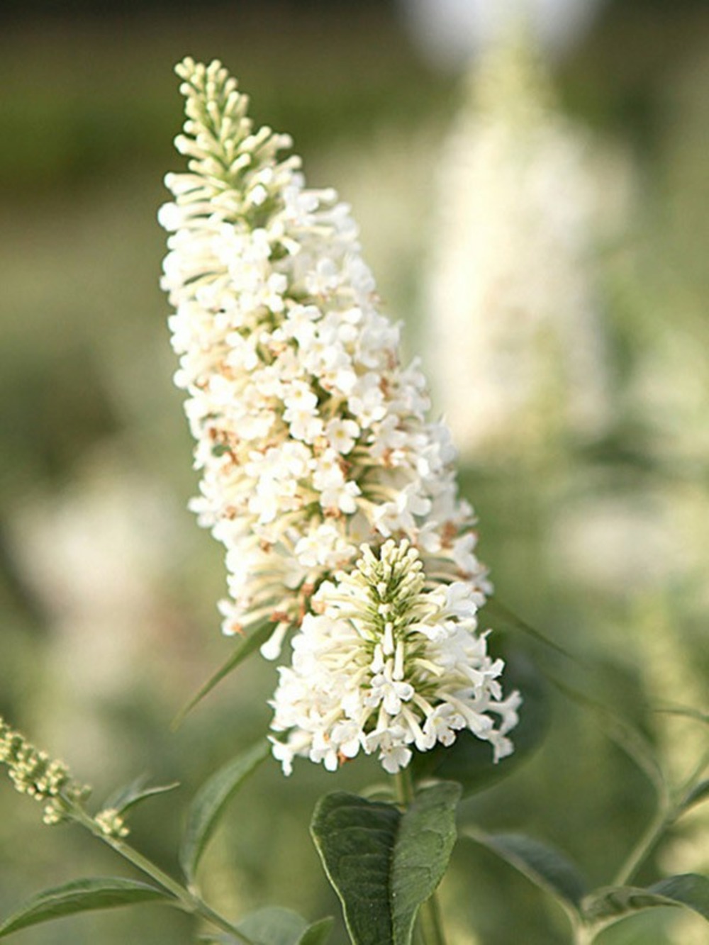 Arbre aux papillons 'argus® white' pot de 3l/4l