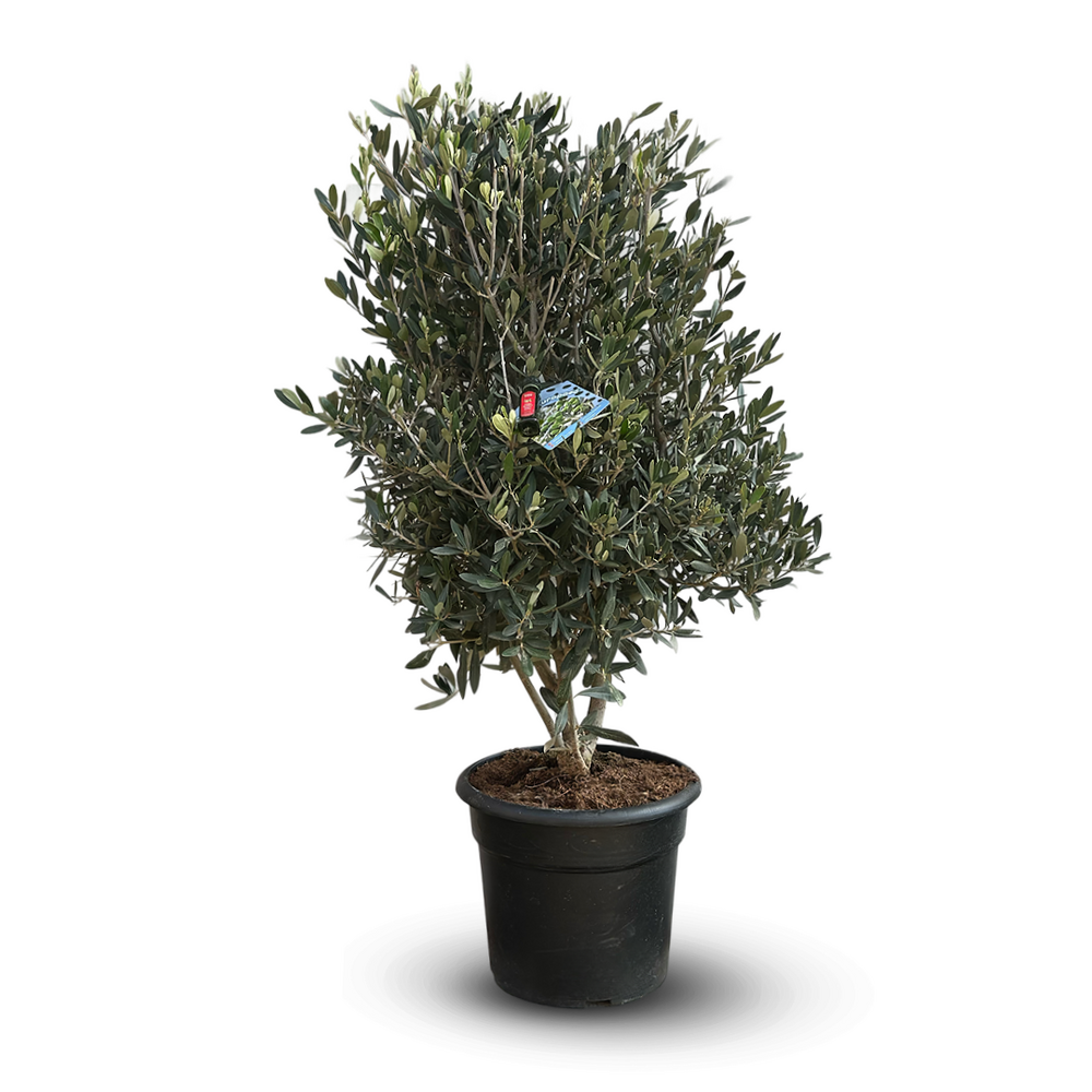 Olivier europaea avec mini bouteille d’huile d’olive - arbuste méditerranéen - ↕ 90-100 cm - ⌀ 28 cm - plante d'extérieur