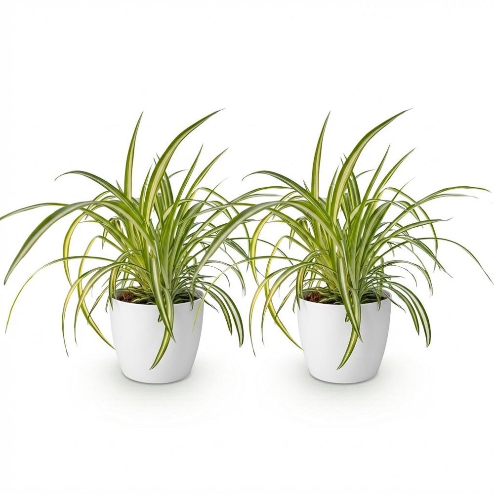 Chlorophytum comosum variegatum - pet-friendly - plante araignée - pot de 12cm - hauteur 20-30cm
