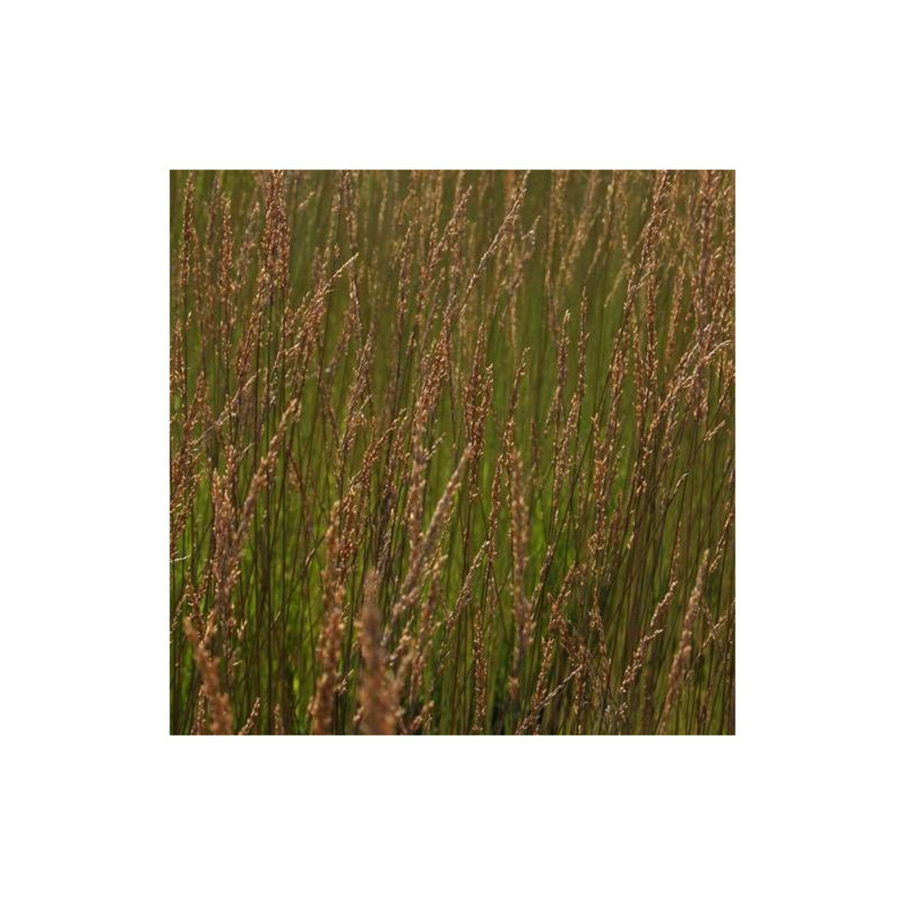 Molinie bleue edith dudszus lot de 5 godets