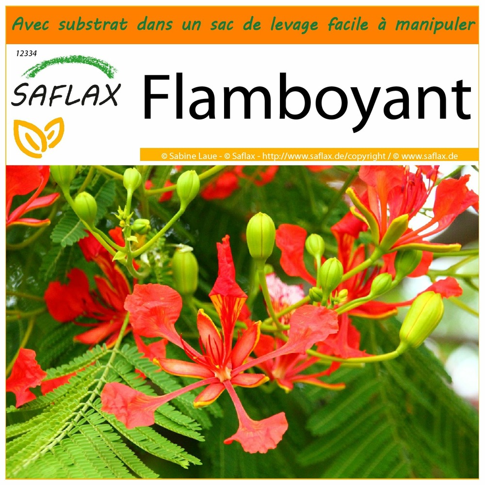 Garden in the bag - flamboyant - 6 graines - delonix regia