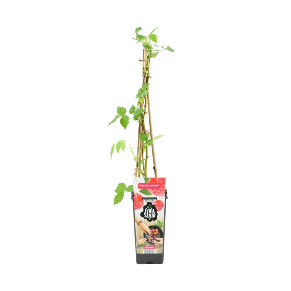 Rubus idaeus 'héritage' - framboos plant - fruitplanten - tuinplanten - ⌀14 cm - hoogte 60-70cm