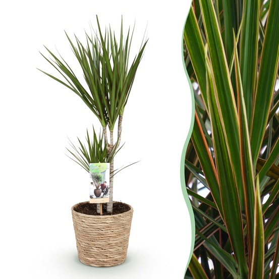 Dracaena marginata – lot de 1 – pot 17cm – hauteur 70-80cm
