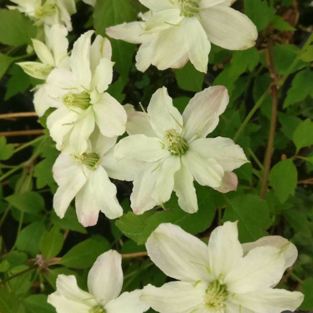 Clématite montana starlet® white perfume 'fpdw2009' pot de 1,5l - tuteur bambou 30/60 cm