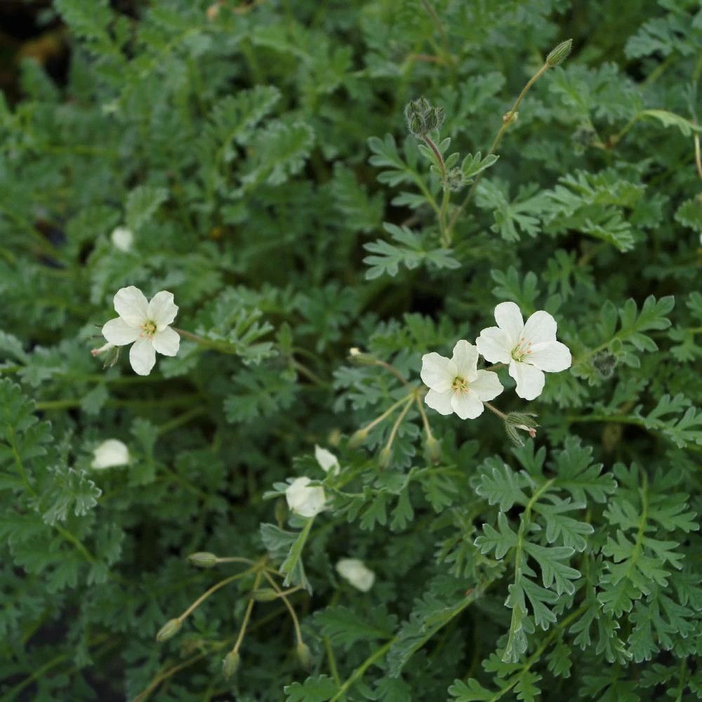 Bec de grue chrysanthum, erodium lot de 5 godets