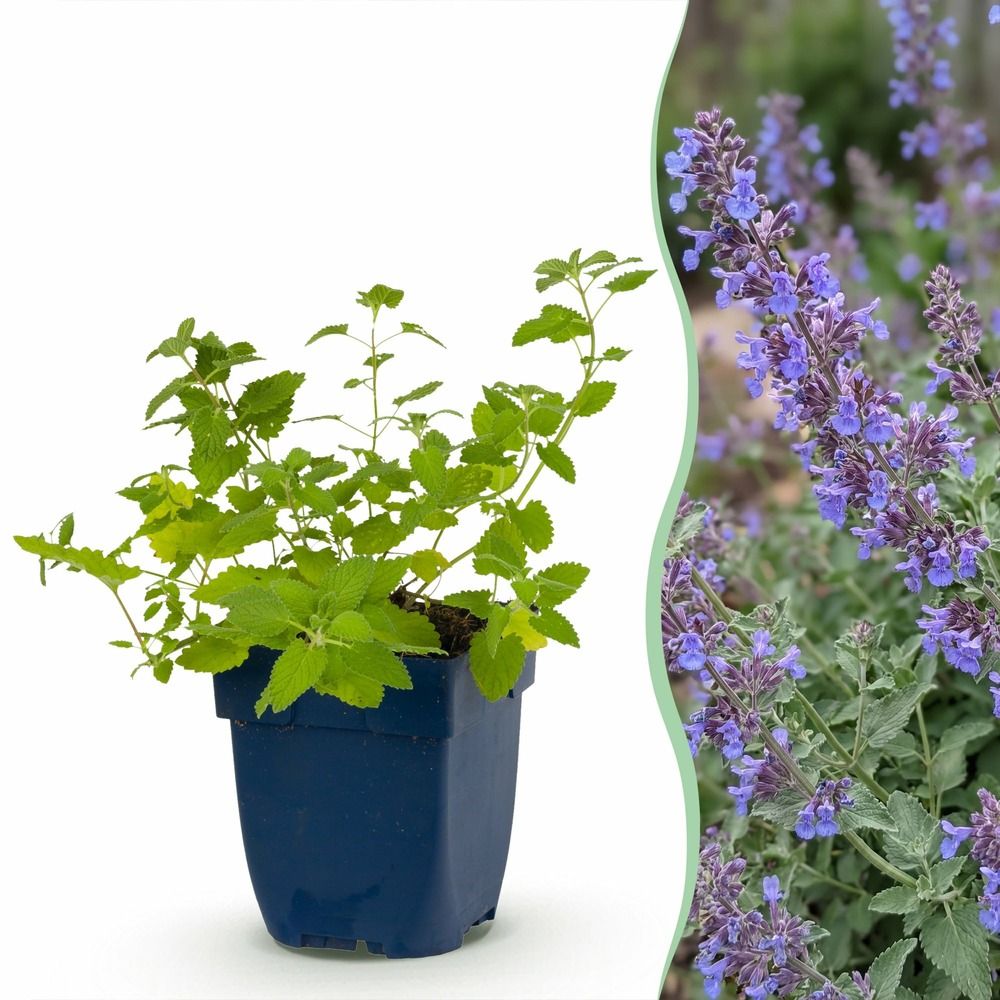 Népéta 'six hills giant' - lot de 6 - pot 11 cm - hauteur 25 cm