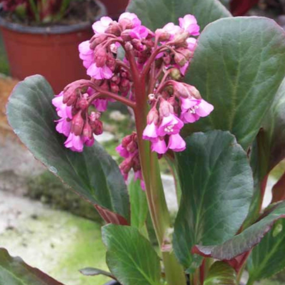 Bergénia bartok lot de 5 godets