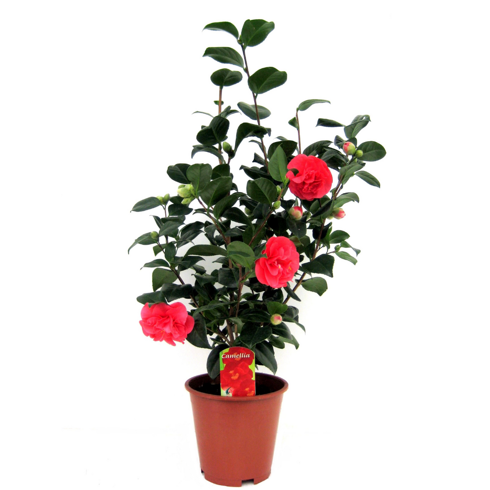 Camélia - camellia japonica 'lady campbell' - hauteur 60-70cm - ⌀19cm