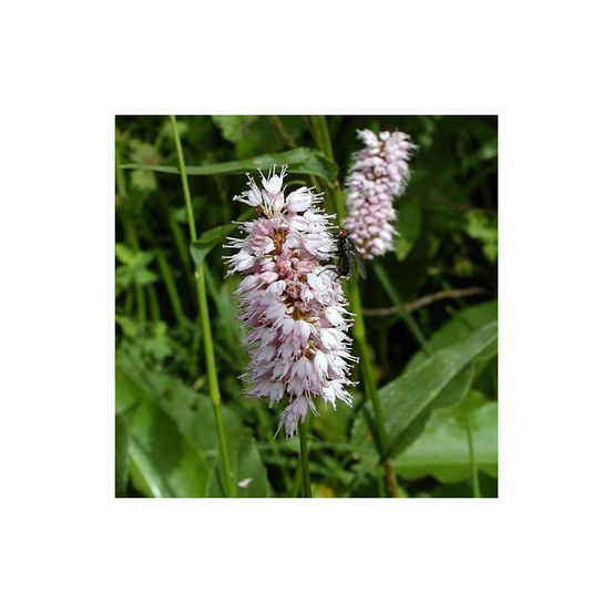 Persicaire superba lot de 3 godets