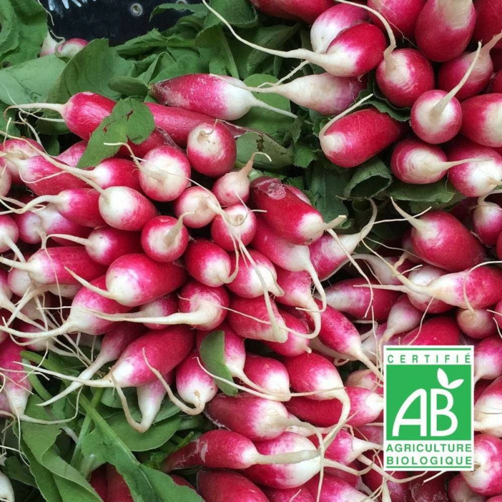 Graines de radis de 18 jours - sans traitement- vilmorin sachet
