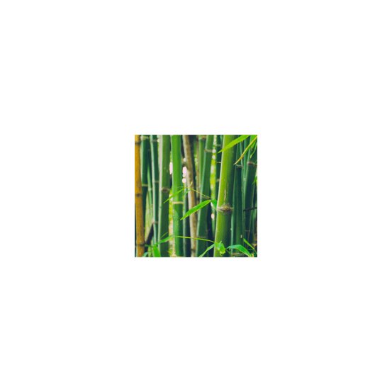 Bambou fargesia nitida gansu 80/100cm