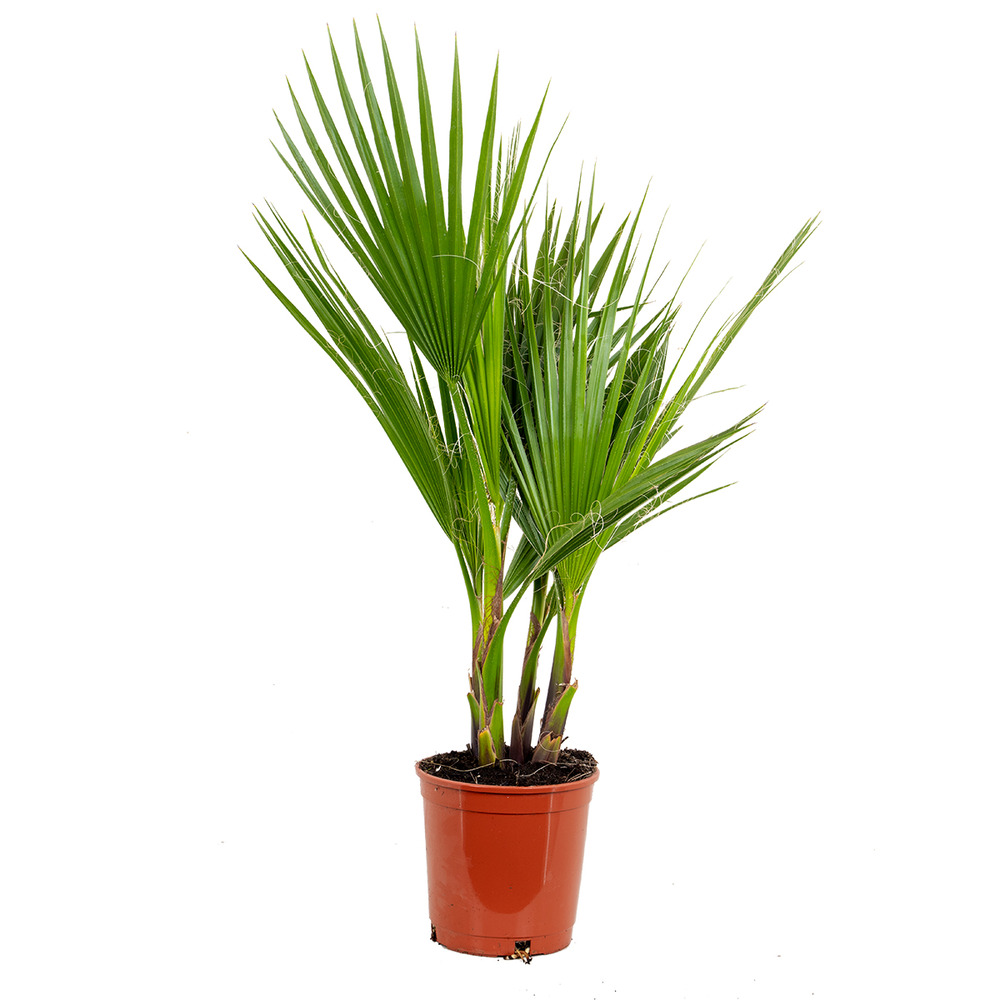 Washingtonia robusta - palmier éventail mexicain - palmier rustique - hauteur 60-80 cm - pot 17 cm