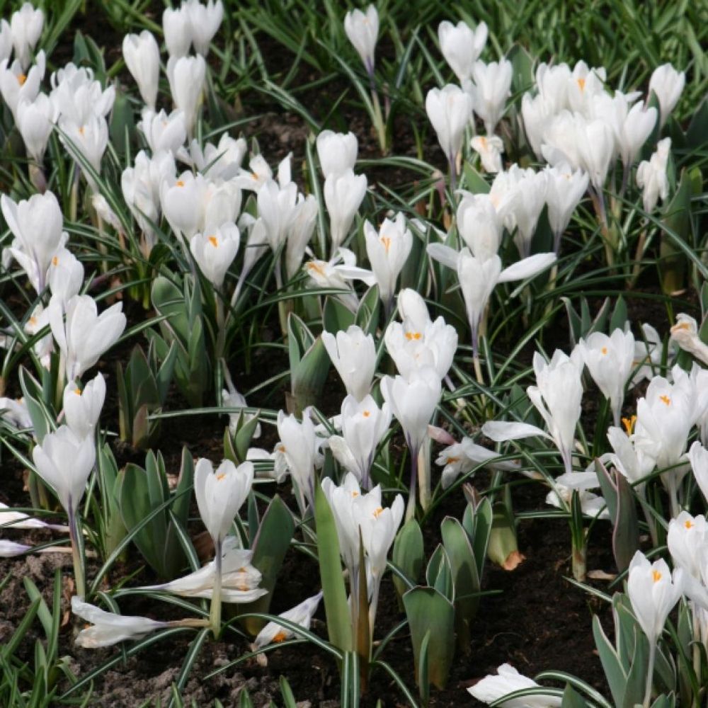 Crocus 'jeanne d'arc' bulbe calibre 8+ (par 25)
