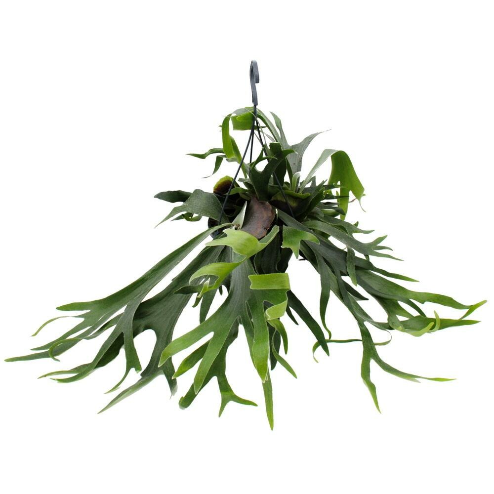 Platycerium bifurcatum - fougère à bois - grande plante solitaire - en pot à suspension de 21cm