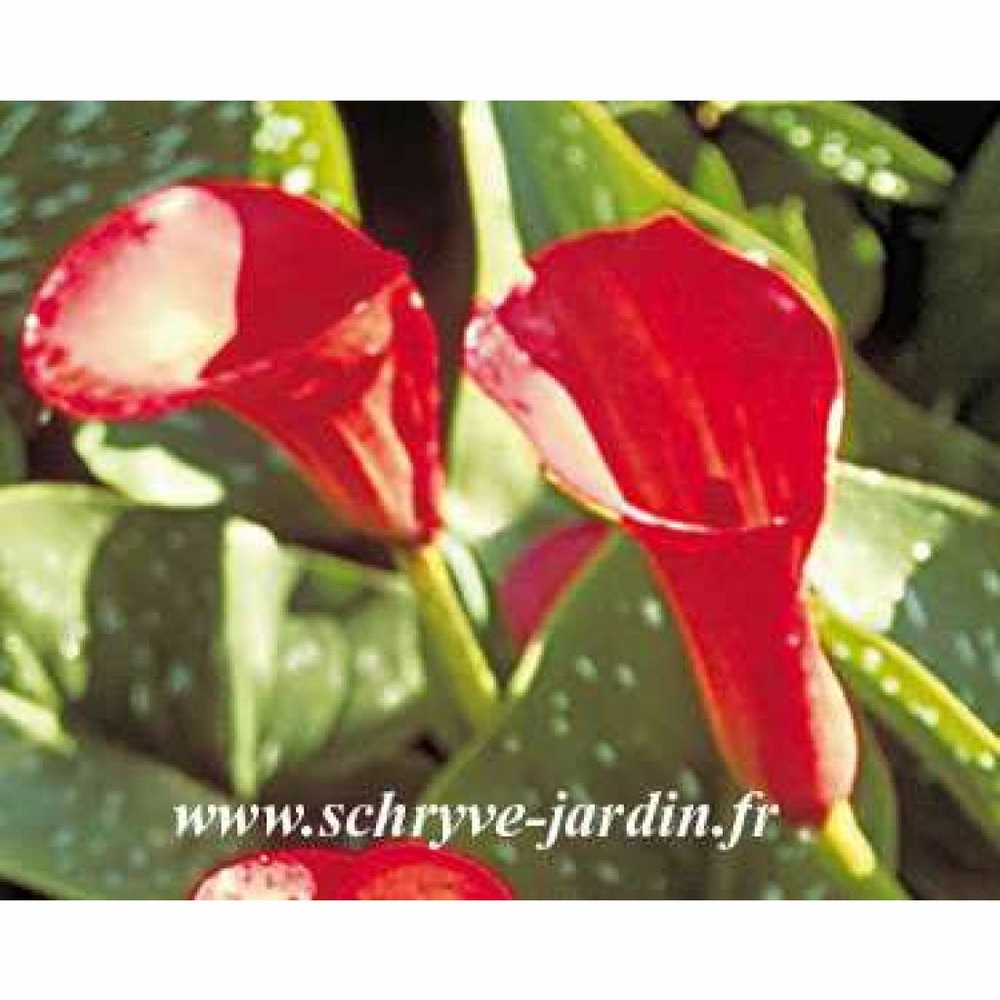 Arum 'majestic red' bulbe calibre 12+ (par 3)