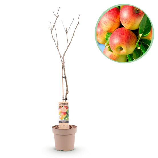 Arbre fruitier - pomme jaune-v verte - h90 cm - ø21 cm