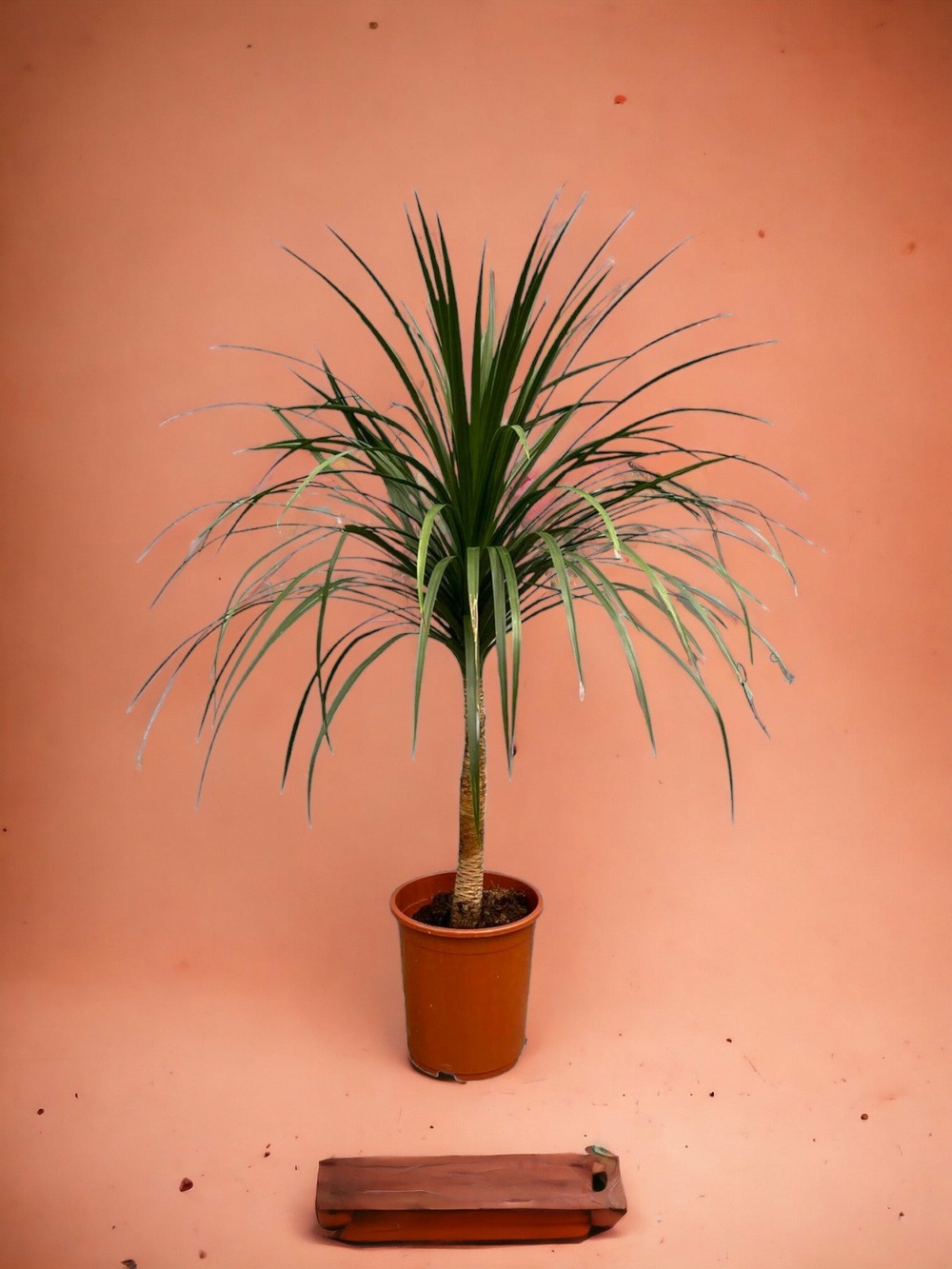 Dracaena draco - 120cm - ø30 120cm - plante d'intérieur