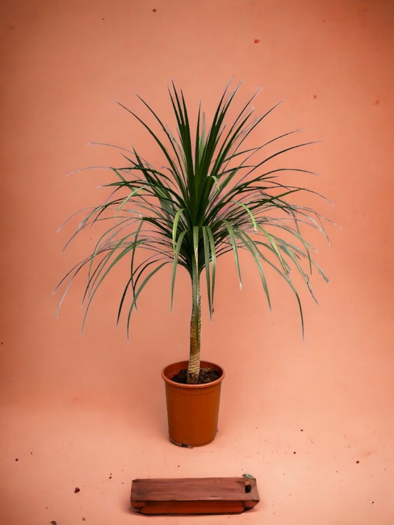 Dracaena draco - 120cm - ø30 120cm - plante d'intérieur