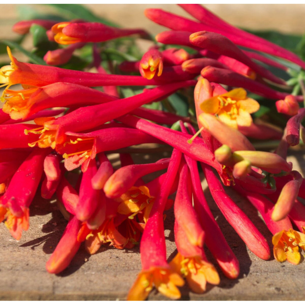 Chèvrefeuille cedar lane® pot de 1,5l - tuteur bambou 30/60 cm