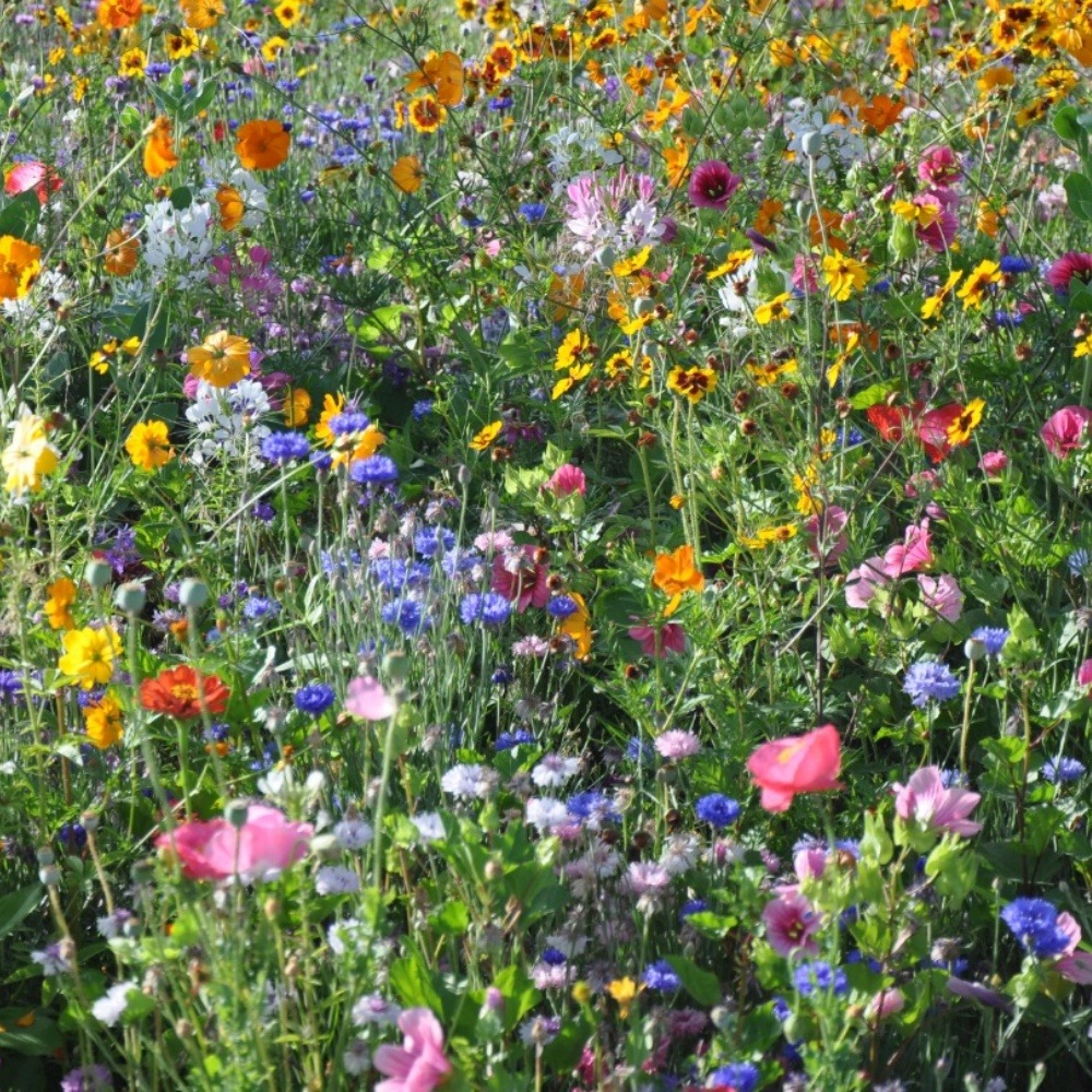 Graines de fleurs, combinaison de graines d'herbes fleuries, environ 1000 graines par paquet, 5 paquets