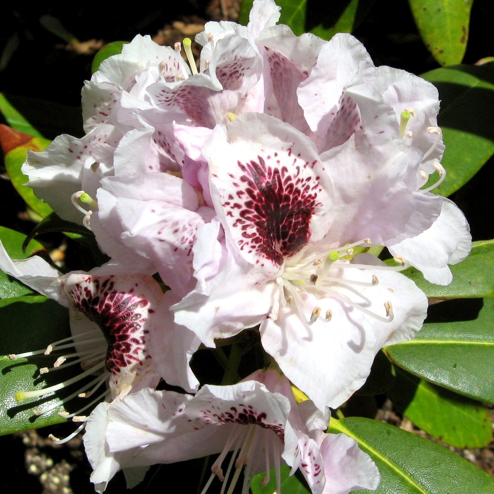 Rhododendron 'sappho' pot de 4l/5l