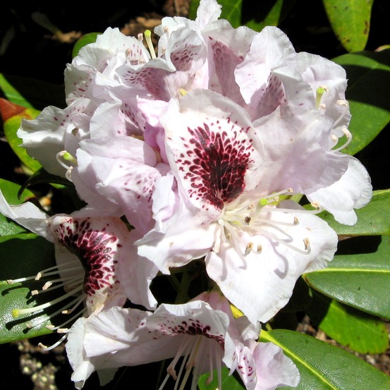 Rhododendron 'sappho' pot de 4l/5l