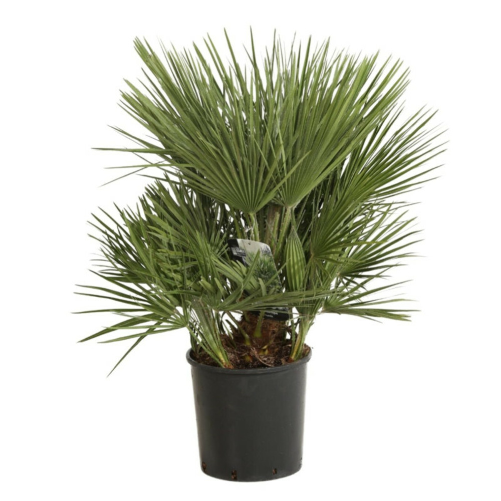 Palmier nain chamaerops humilis 80 cm pot 10l