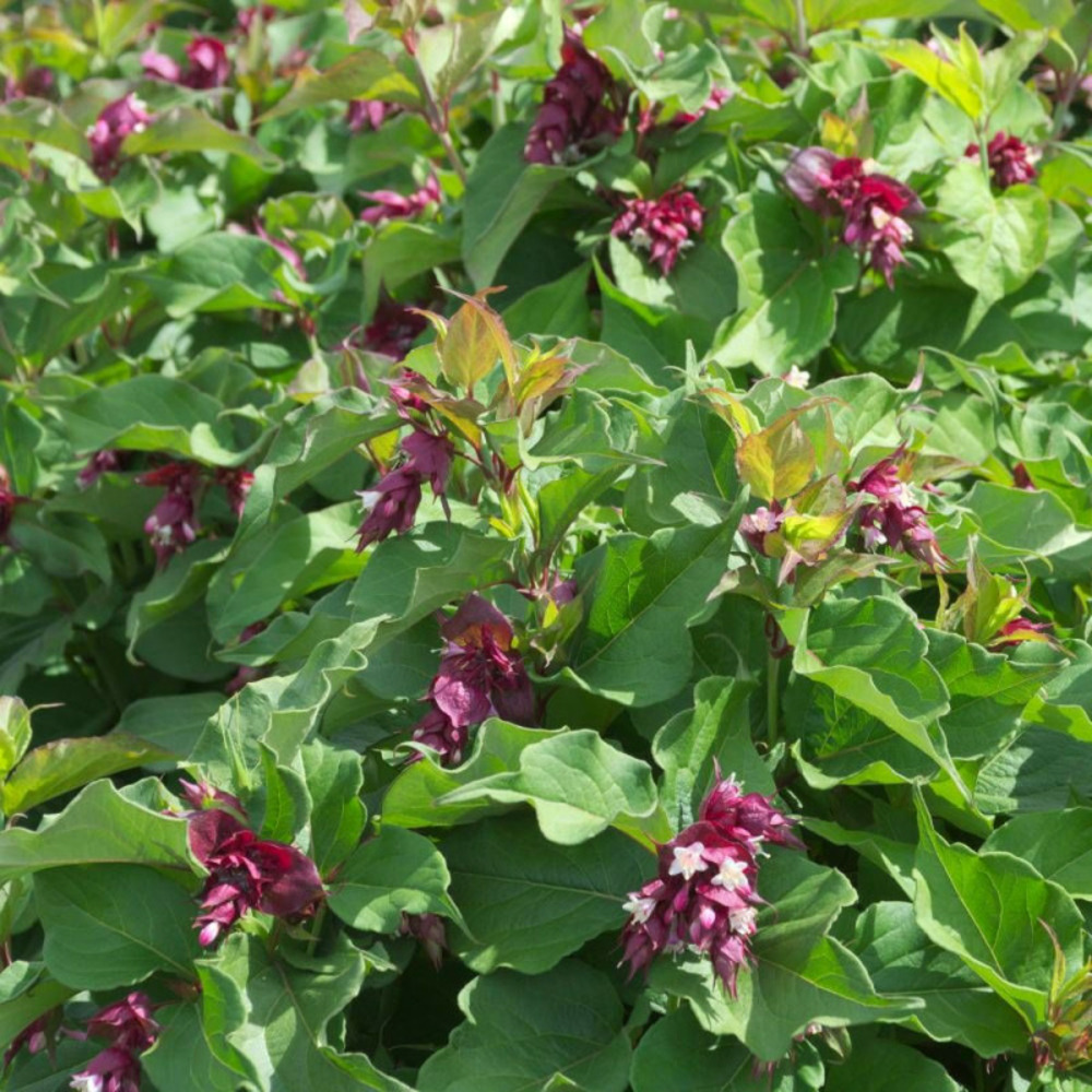 Arbre aux faisans, leycesteria pot de 3l - 40/60 cm