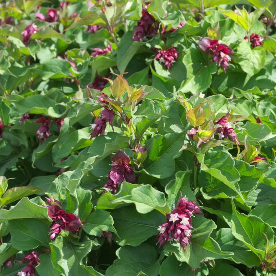 Arbre aux faisans, leycesteria pot de 3l - 40/60 cm
