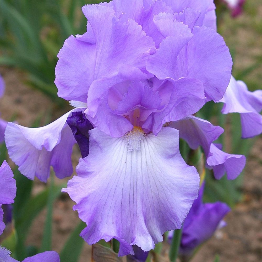 Iris des jardins 'mary frances' rhizome, calibre 10/15, qualité extra