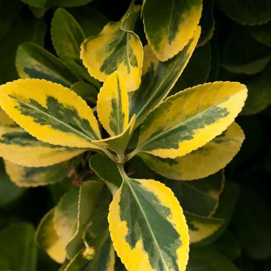 Troène doré - ligustrum ovalifolium aureum en pot 12l 100/125cm