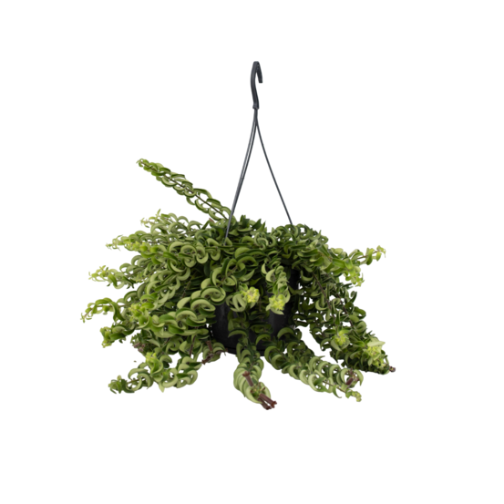 Plante rouge à lèvres - aeschynanthus pulcher - hauteur 20-30cm - ⌀15cm