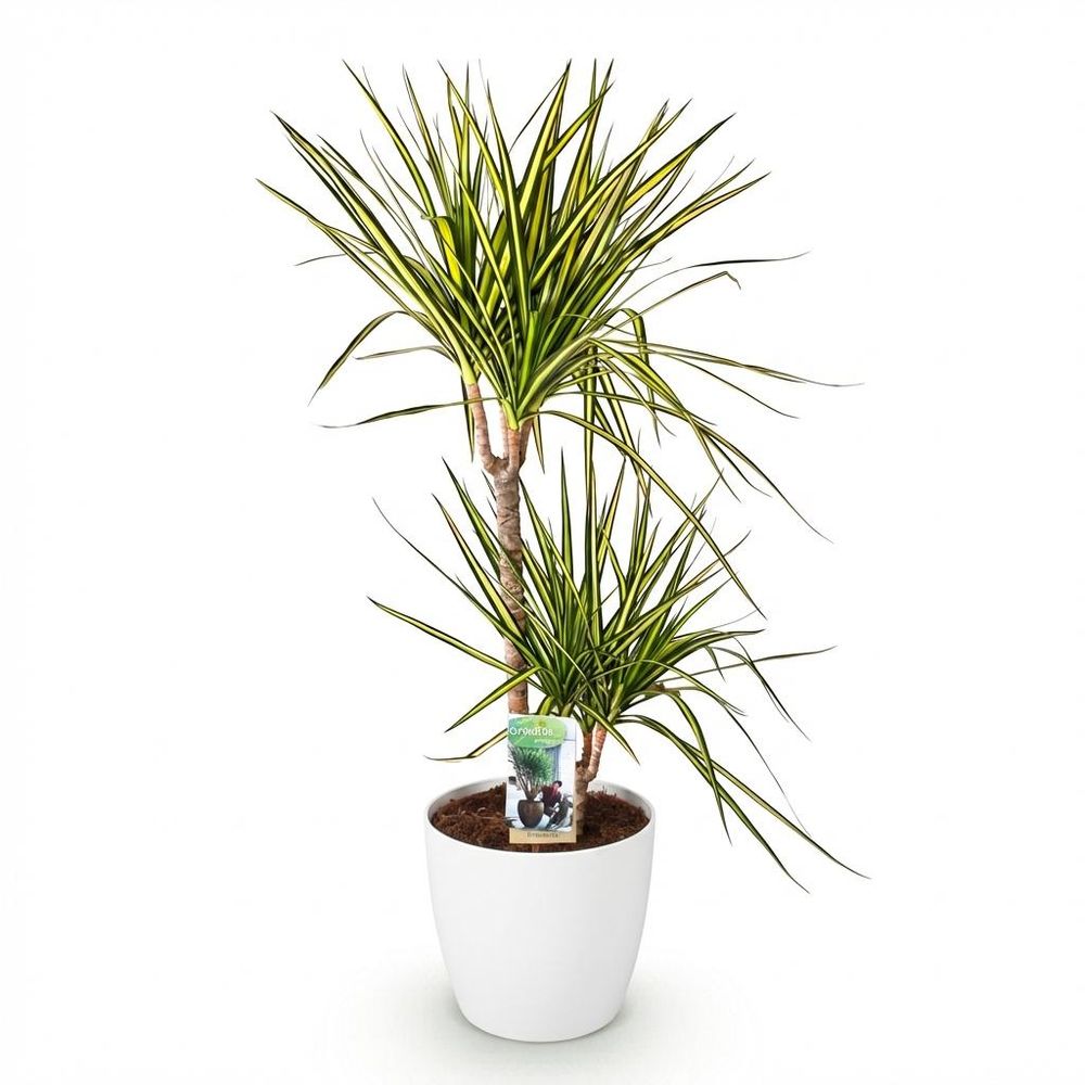 Dracaena sunray
